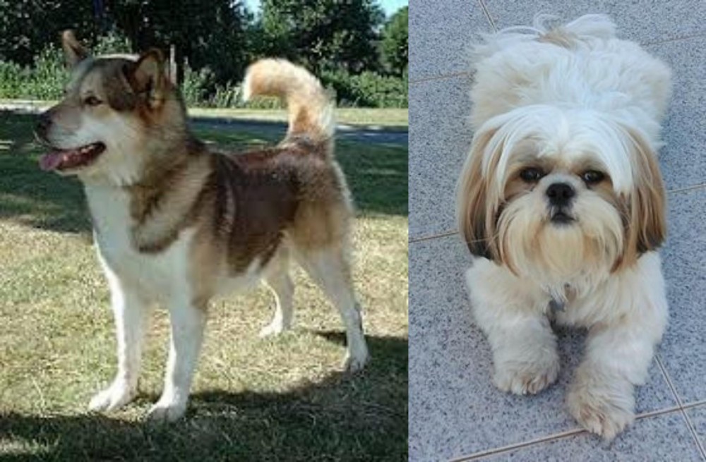 Shih Tzu vs Greenland Dog - Breed Comparison