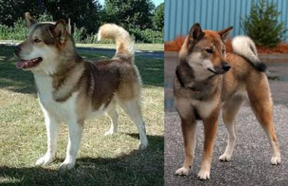 Shikoku vs Greenland Dog - Breed Comparison
