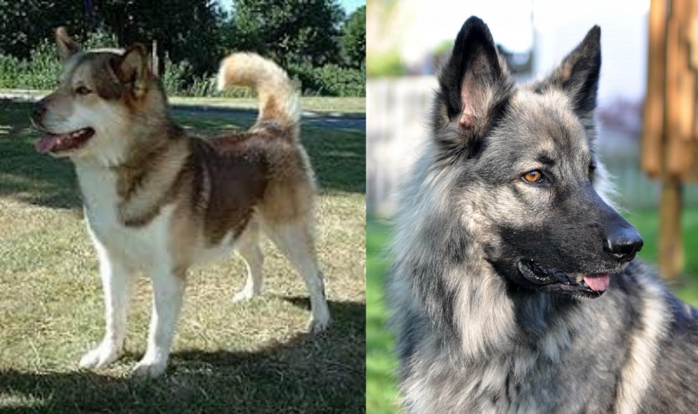 Shiloh Shepherd vs Greenland Dog - Breed Comparison