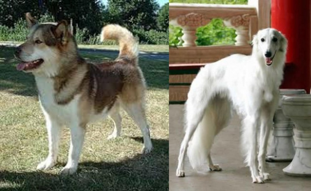 Silken Windhound vs Greenland Dog - Breed Comparison