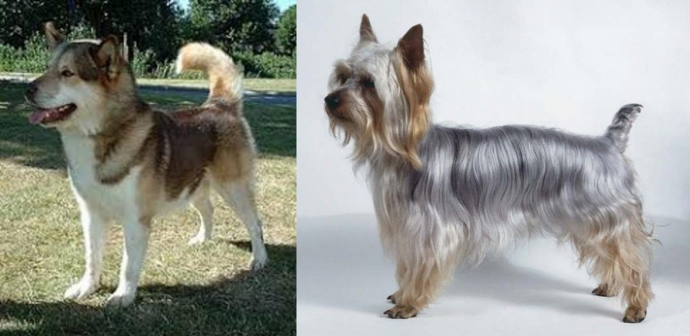Silky Terrier vs Greenland Dog - Breed Comparison
