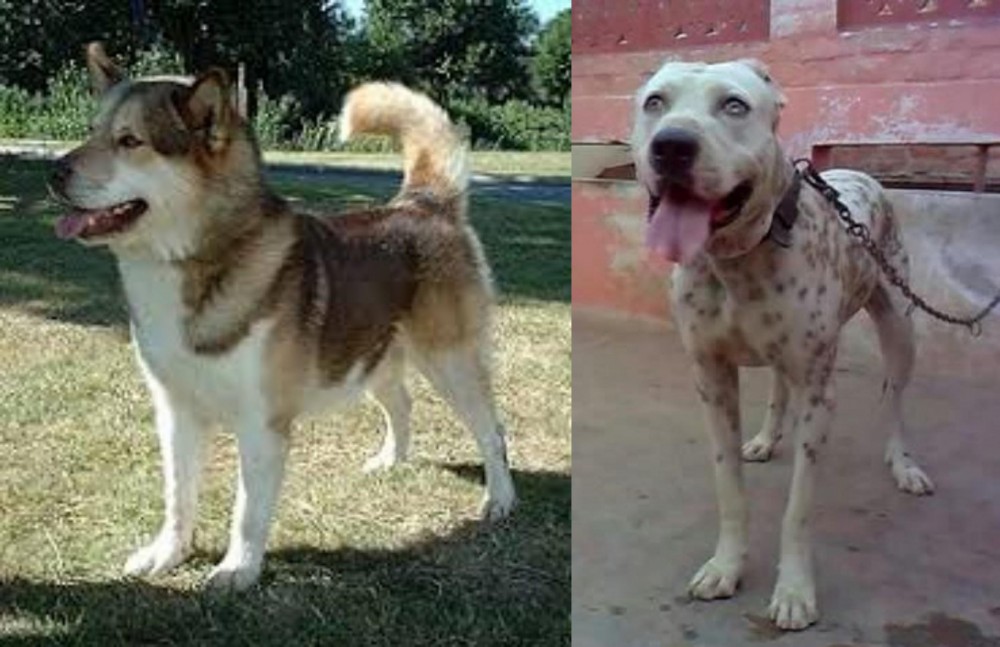 Sindh Mastiff vs Greenland Dog - Breed Comparison