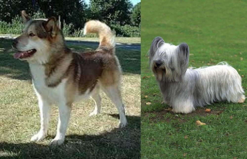 Skye Terrier vs Greenland Dog - Breed Comparison
