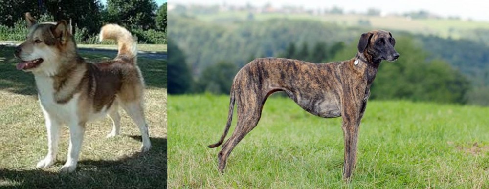 Sloughi vs Greenland Dog - Breed Comparison