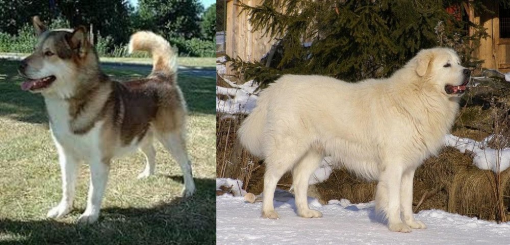 Slovak Cuvac vs Greenland Dog - Breed Comparison