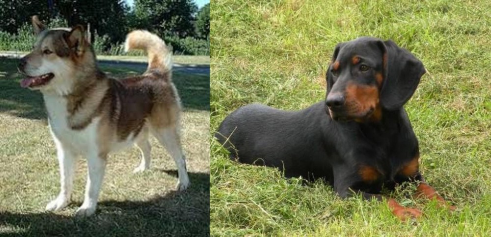 Slovakian Hound vs Greenland Dog - Breed Comparison