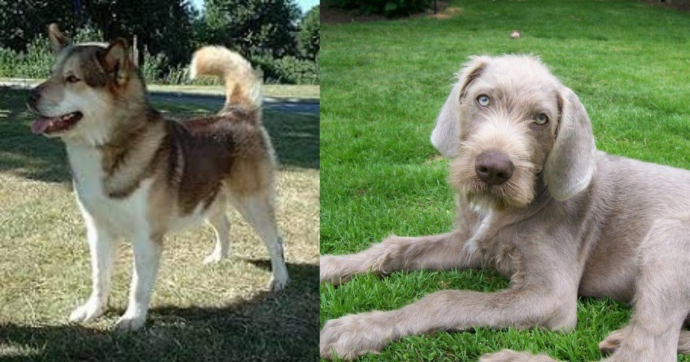 Slovakian Rough Haired Pointer vs Greenland Dog - Breed Comparison
