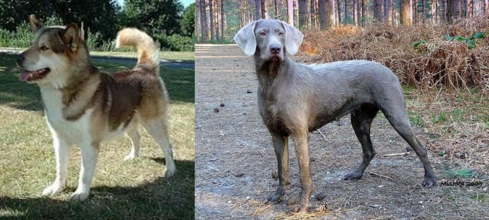 Slovensky Hrubosrsty Stavac vs Greenland Dog - Breed Comparison