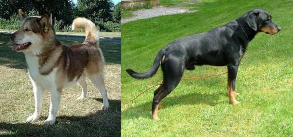 Smalandsstovare vs Greenland Dog - Breed Comparison