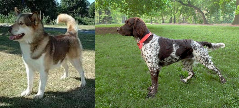 Small Munsterlander vs Greenland Dog - Breed Comparison