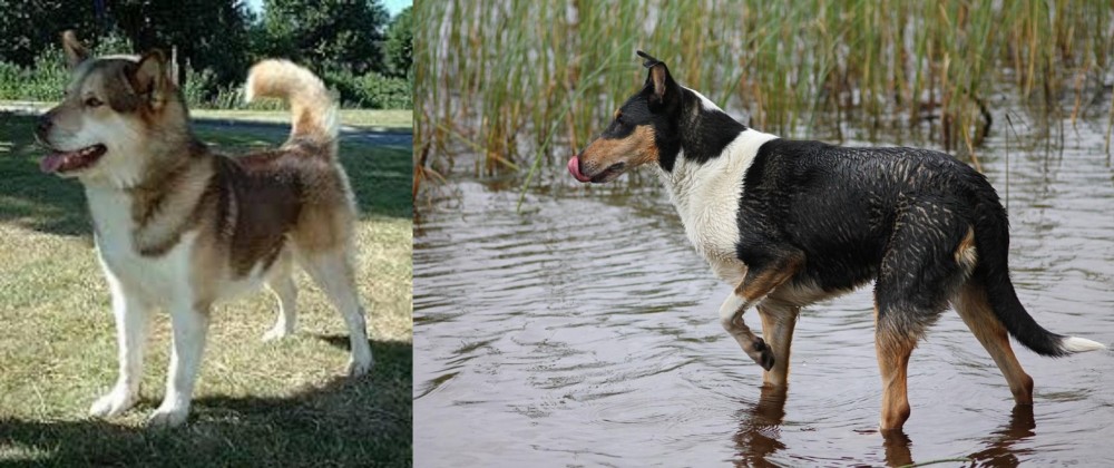 Smooth Collie vs Greenland Dog - Breed Comparison