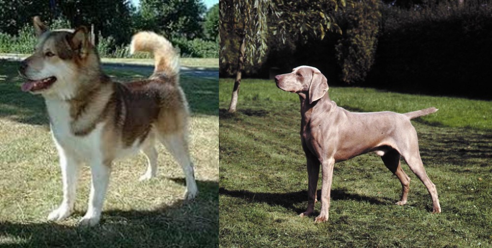 Smooth Haired Weimaraner vs Greenland Dog - Breed Comparison
