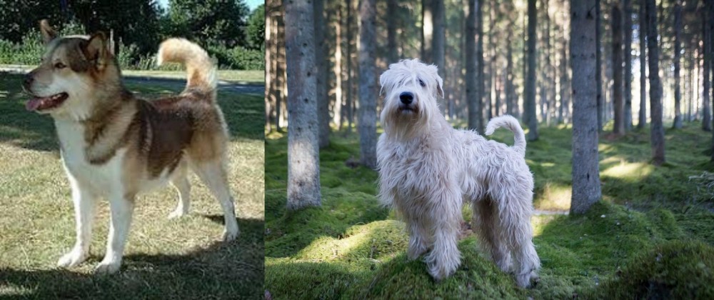 Soft-Coated Wheaten Terrier vs Greenland Dog - Breed Comparison