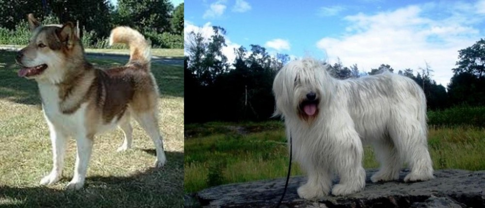 South Russian Ovcharka vs Greenland Dog - Breed Comparison
