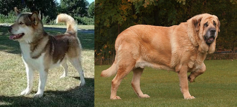 Spanish Mastiff vs Greenland Dog - Breed Comparison
