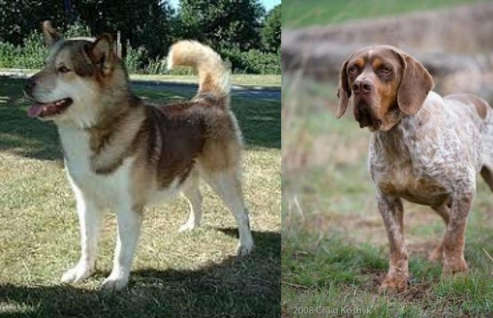 Spanish Pointer vs Greenland Dog - Breed Comparison