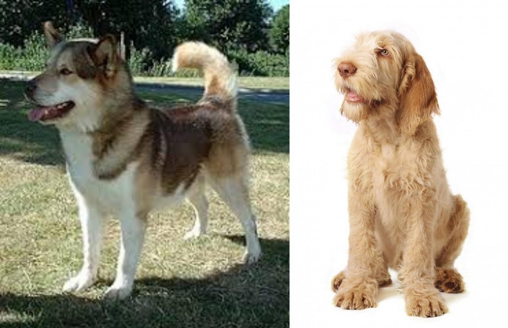 Spinone Italiano vs Greenland Dog - Breed Comparison