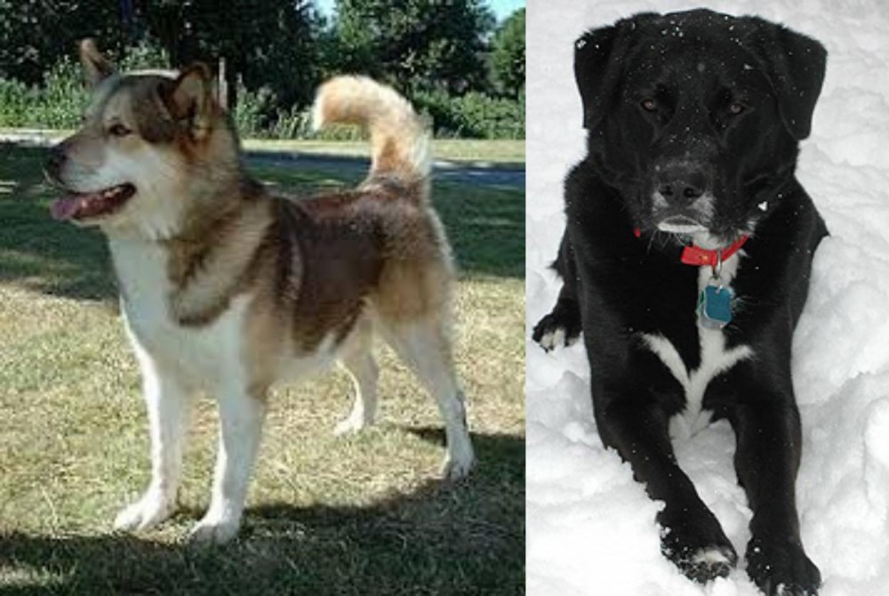 St. John's Water Dog vs Greenland Dog - Breed Comparison