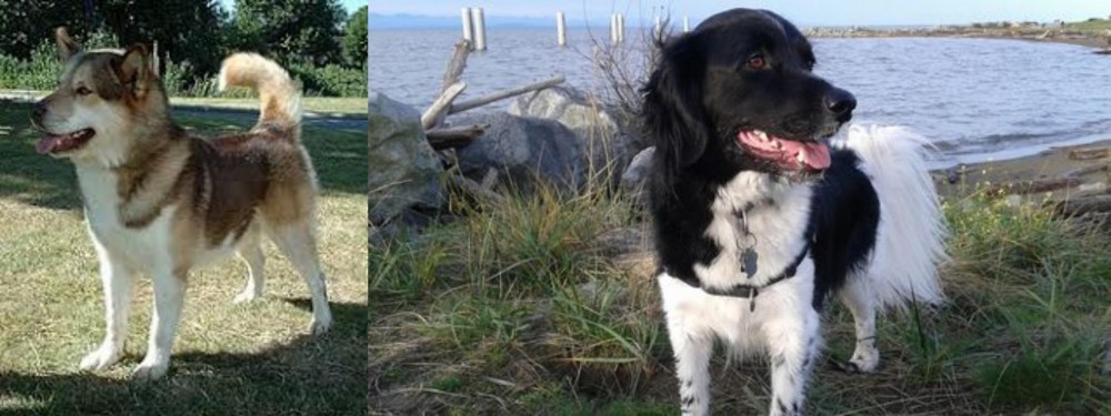 Stabyhoun vs Greenland Dog - Breed Comparison