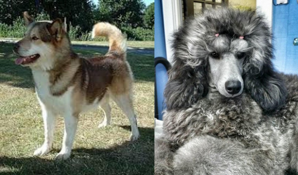 Standard Poodle vs Greenland Dog - Breed Comparison