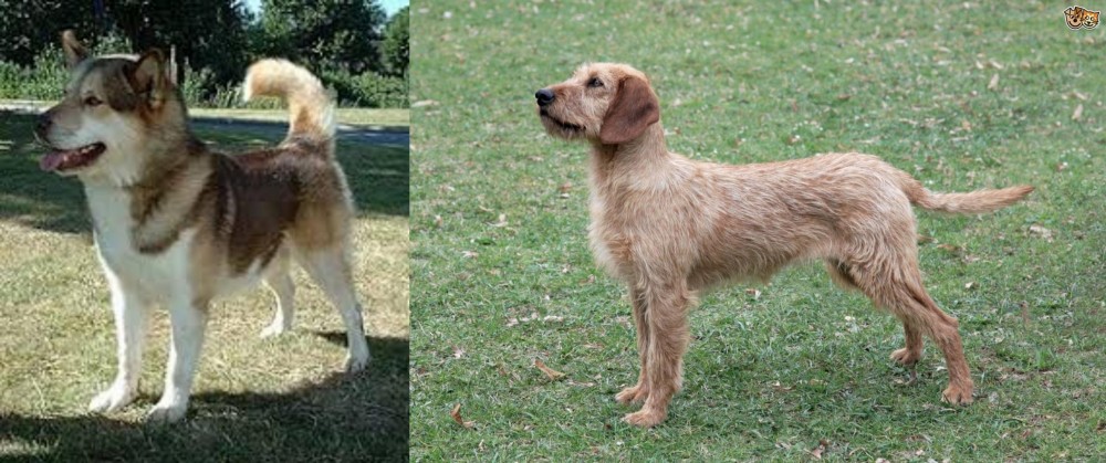 Styrian Coarse Haired Hound vs Greenland Dog - Breed Comparison