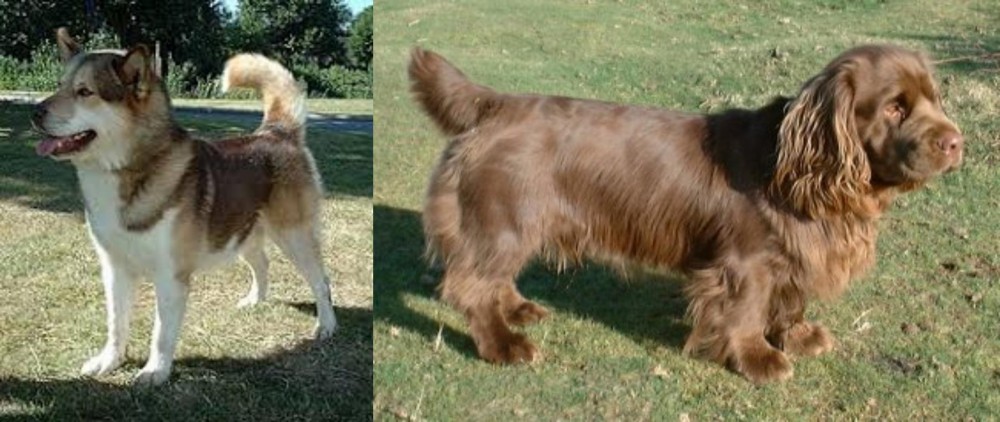 Sussex Spaniel vs Greenland Dog - Breed Comparison