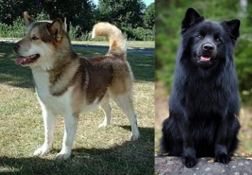 Swedish Lapphund vs Greenland Dog - Breed Comparison