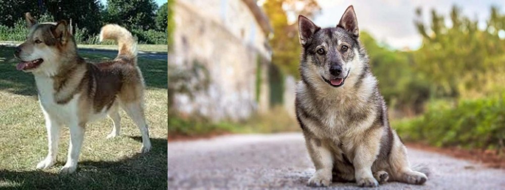 Swedish Vallhund vs Greenland Dog - Breed Comparison