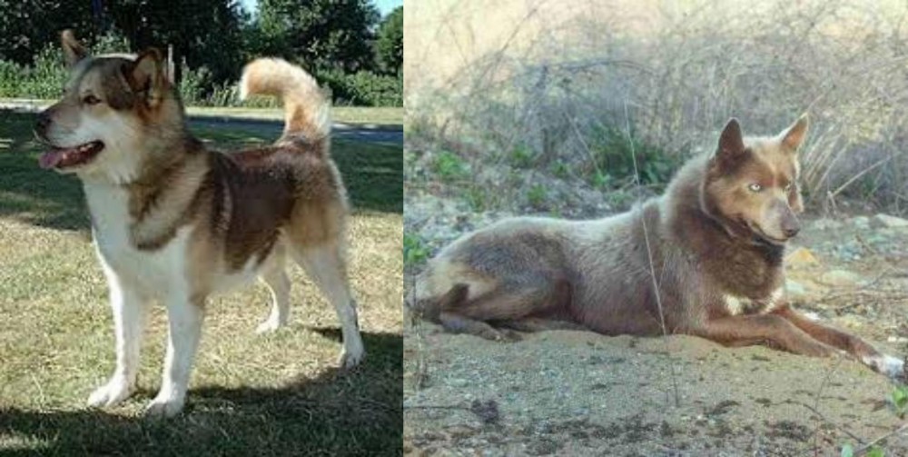 Tahltan Bear Dog vs Greenland Dog - Breed Comparison