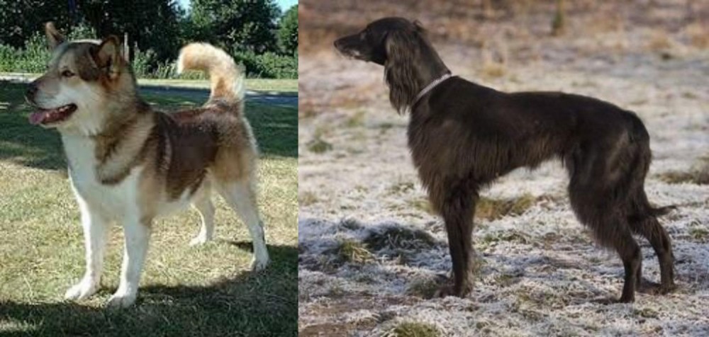 Taigan vs Greenland Dog - Breed Comparison
