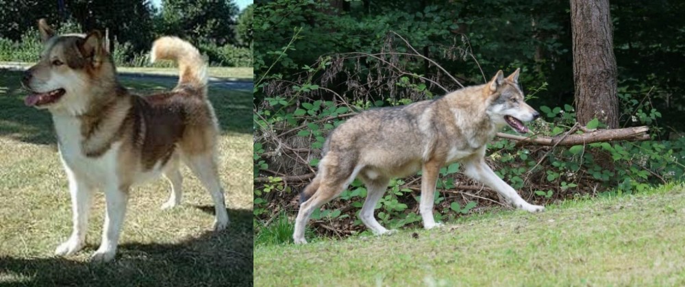 Tamaskan vs Greenland Dog - Breed Comparison