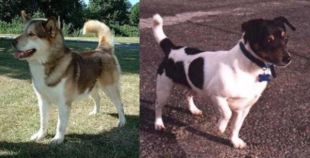 Teddy Roosevelt Terrier vs Greenland Dog - Breed Comparison
