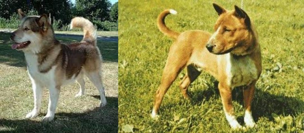 Telomian vs Greenland Dog - Breed Comparison