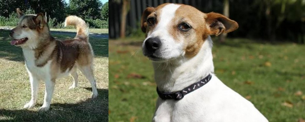 Tenterfield Terrier vs Greenland Dog - Breed Comparison