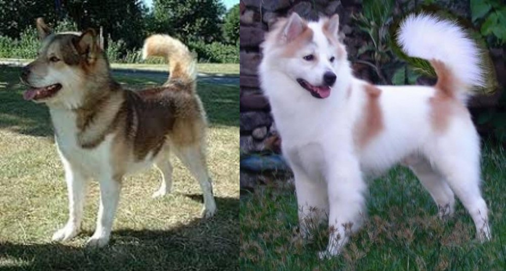 Thai Bangkaew vs Greenland Dog - Breed Comparison