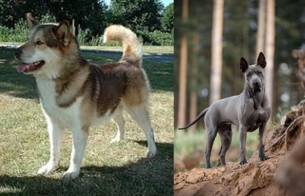 Thai Ridgeback vs Greenland Dog - Breed Comparison