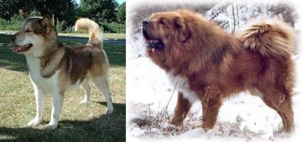 Tibetan Kyi Apso vs Greenland Dog - Breed Comparison