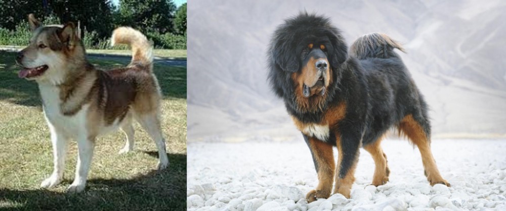 Tibetan Mastiff vs Greenland Dog - Breed Comparison