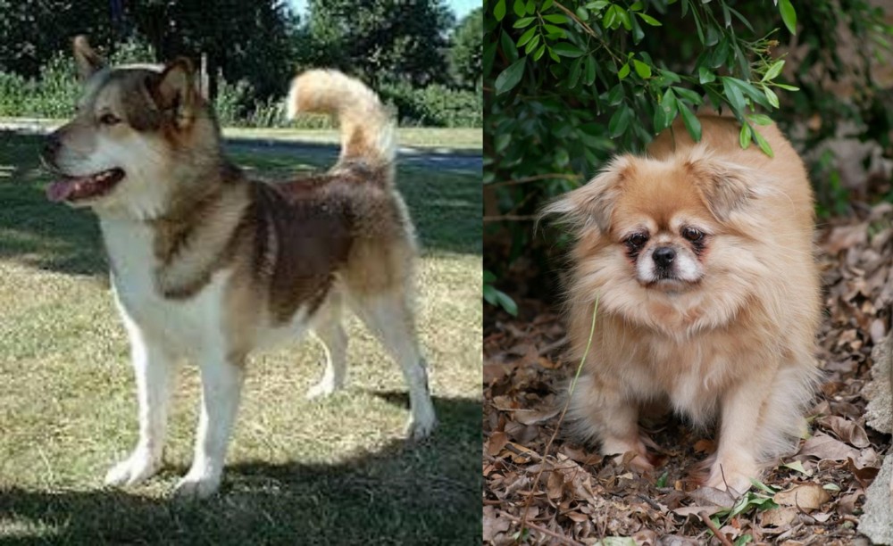 Tibetan Spaniel vs Greenland Dog - Breed Comparison