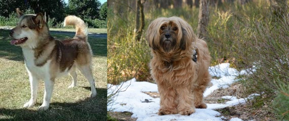 Tibetan Terrier vs Greenland Dog - Breed Comparison