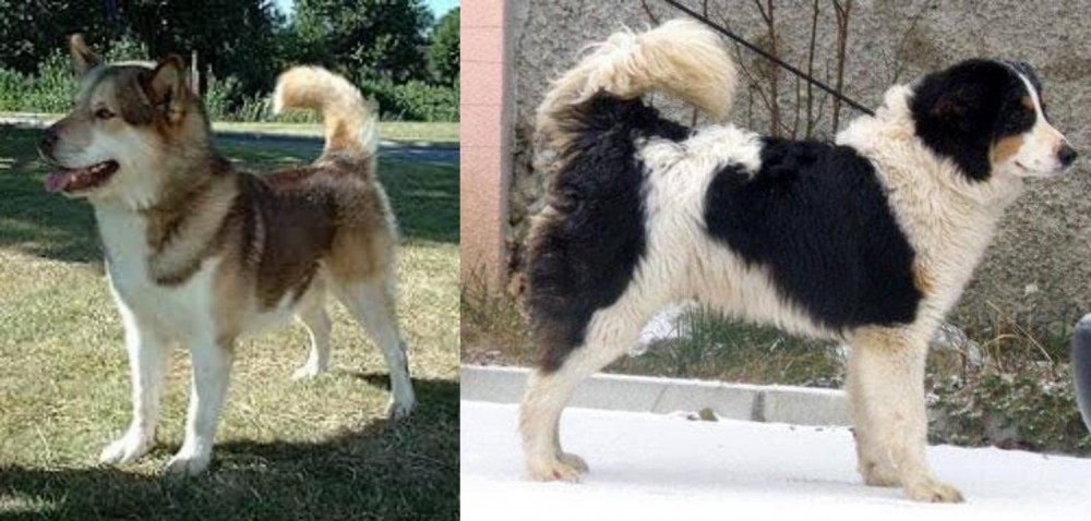 Tornjak vs Greenland Dog - Breed Comparison