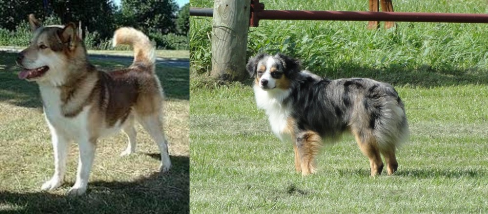 Toy Australian Shepherd vs Greenland Dog - Breed Comparison