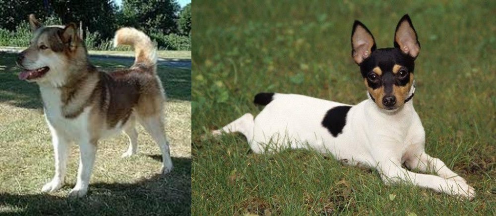 Toy Fox Terrier vs Greenland Dog - Breed Comparison