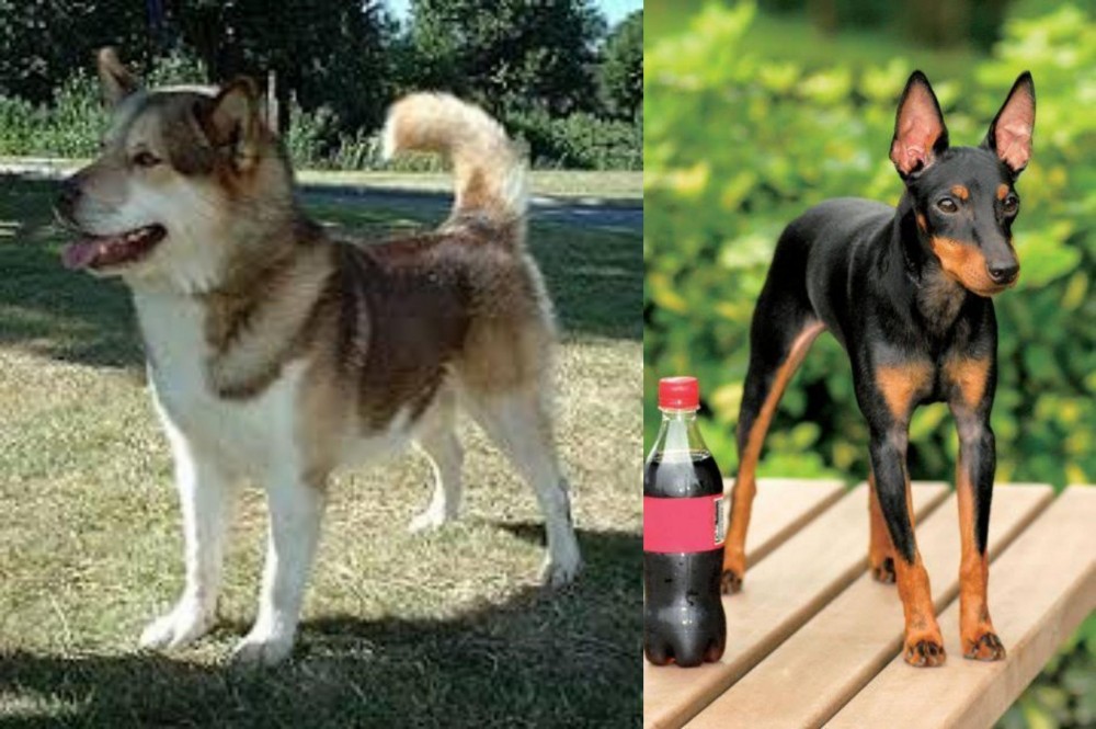 Toy Manchester Terrier vs Greenland Dog - Breed Comparison