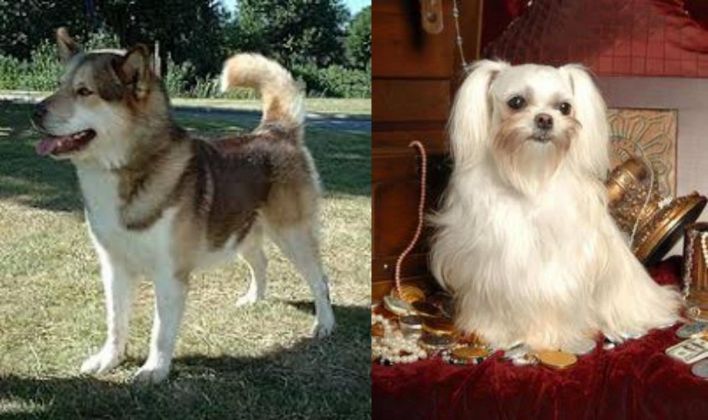 Toy Mi-Ki vs Greenland Dog - Breed Comparison