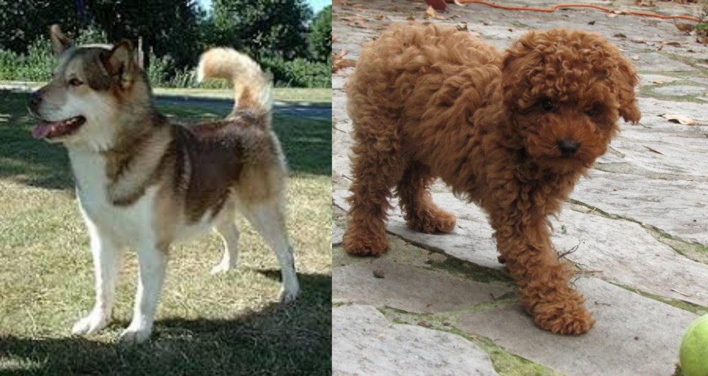 Toy Poodle vs Greenland Dog - Breed Comparison