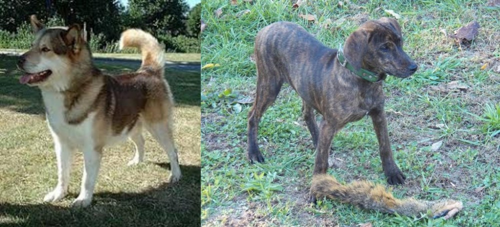 Treeing Cur vs Greenland Dog - Breed Comparison