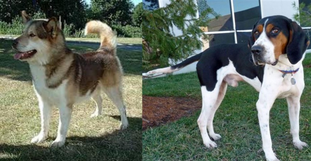Treeing Walker Coonhound vs Greenland Dog - Breed Comparison