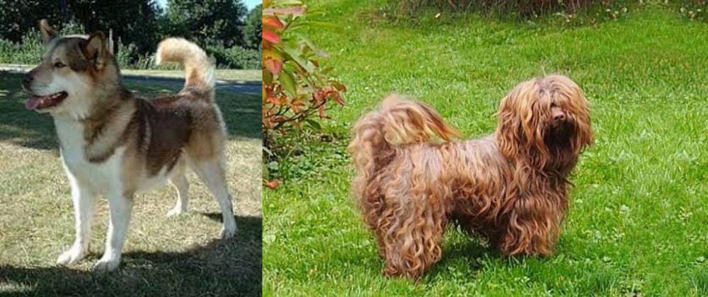 Tsvetnaya Bolonka vs Greenland Dog - Breed Comparison