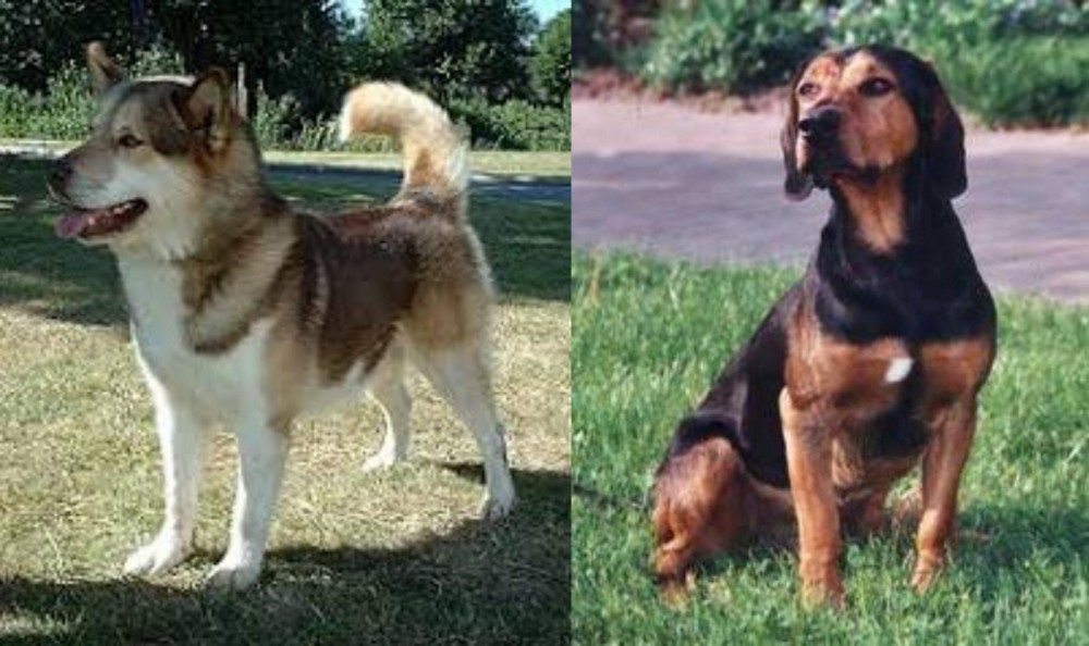 Tyrolean Hound vs Greenland Dog - Breed Comparison